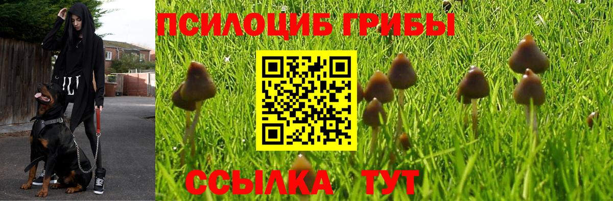 Галлюциногенные грибы Psilocybine cubensis  Вход с VPN  Каменка 